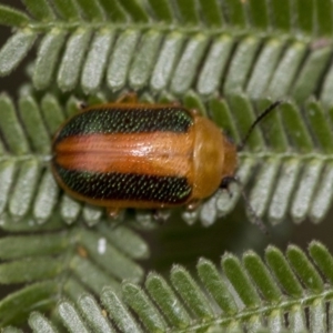 Calomela parilis at Dunlop, ACT - 16 Jun 2020