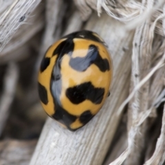 Coccinella transversalis (Transverse Ladybird) at Dunlop, ACT - 16 Jun 2020 by AlisonMilton