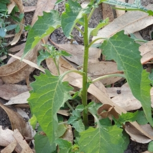 Solanum nodiflorum at Wyndham, NSW - 13 Jun 2020