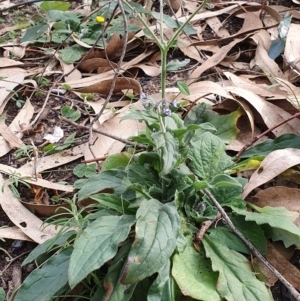 Cynoglossum australe at Wyndham, NSW - 13 Jun 2020