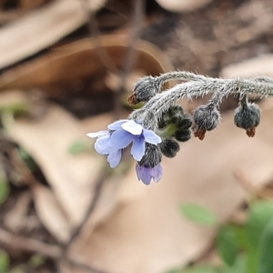 Cynoglossum australe at Wyndham, NSW - 13 Jun 2020 01:51 PM