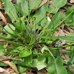 Rumex brownii (Slender Dock) at Wyndham, NSW - 13 Jun 2020 by JoyGeorgeson