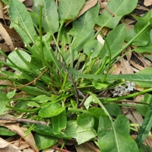 Rumex brownii at Wyndham, NSW - 13 Jun 2020