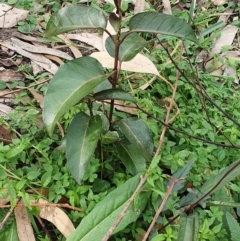 Leichhardtia rostrata (Milk Vine) at Wyndham, NSW - 13 Jun 2020 by JoyGeorgeson