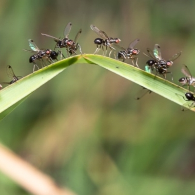 Parapalaeosepsis plebeia (Ant fly) at Latham, ACT - 18 Jun 2020 by Roger