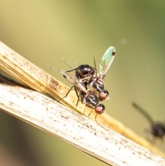 Parapalaeosepsis plebeia at Latham, ACT - 18 Jun 2020