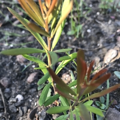 Unverified Other Shrub at Yatte Yattah, NSW - 12 Jun 2020 by SueHob