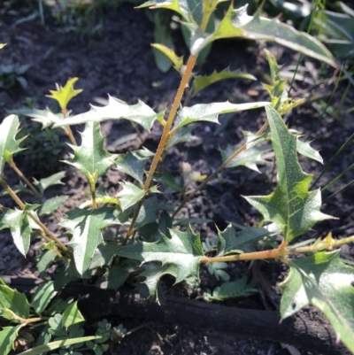 Podolobium ilicifolium (Prickly Shaggy-pea) at FS Private Property - 12 Jun 2020 by SueHob