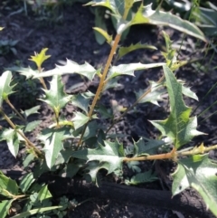 Podolobium ilicifolium (Prickly Shaggy-pea) at FS Private Property - 12 Jun 2020 by SueHob