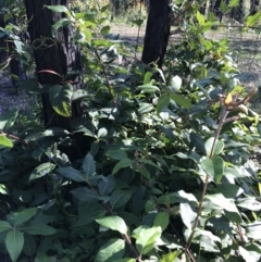 Syncarpia glomulifera subsp. glomulifera (Turpentine) at FS Private Property - 12 Jun 2020 by SueHob