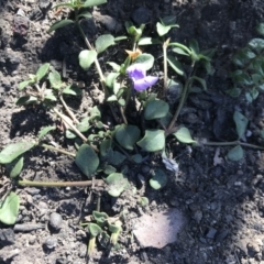 Unverified Other Wildflower or Herb at Yatte Yattah, NSW - 12 Jun 2020 by SueHob