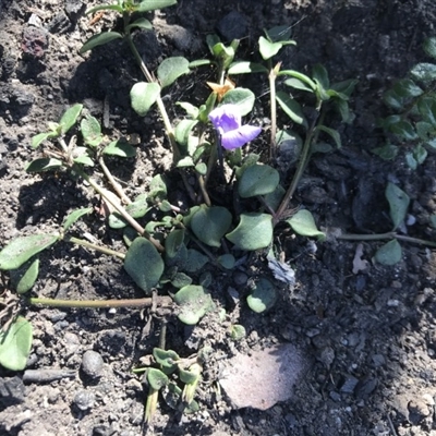 Unidentified Other Wildflower or Herb at Yatte Yattah, NSW - 12 Jun 2020 by SueHob