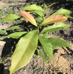 Elaeocarpus reticulatus (Blueberry Ash, Fairy Petticoats) at FS Private Property - 12 Jun 2020 by SueHob