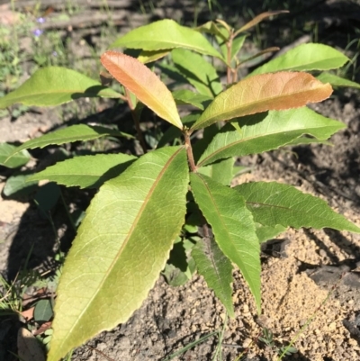 Elaeocarpus reticulatus (Blueberry Ash, Fairy Petticoats) at  - 12 Jun 2020 by SueHob