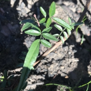 Pandorea pandorana at Yatte Yattah, NSW - 12 Jun 2020