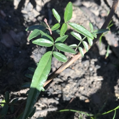 Pandorea pandorana (Wonga Wonga Vine) at Yatte Yattah, NSW - 12 Jun 2020 by SueHob