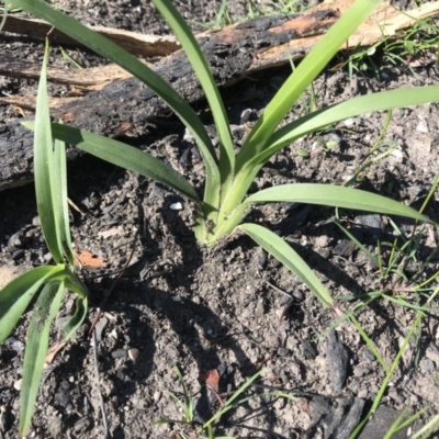 Dianella caerulea var. caerulea (Blue Flax-lily, Paroo Lily) at FS Private Property - 12 Jun 2020 by SueHob