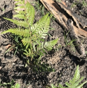 Pteridium esculentum at Yatte Yattah, NSW - 12 Jun 2020