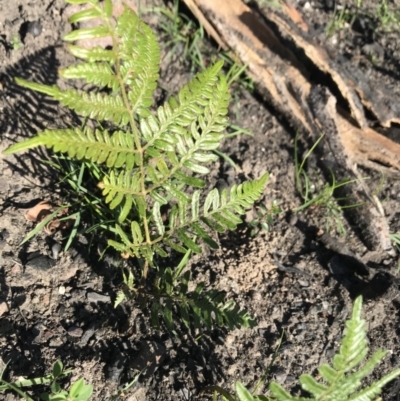 Pteridium esculentum (Bracken) at Yatte Yattah, NSW - 12 Jun 2020 by SueHob