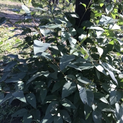 Eucalyptus sp. (A Gum Tree) at Yatte Yattah, NSW - 12 Jun 2020 by SueHob