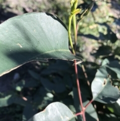 Eucalyptus sp. at Yatte Yattah, NSW - 12 Jun 2020