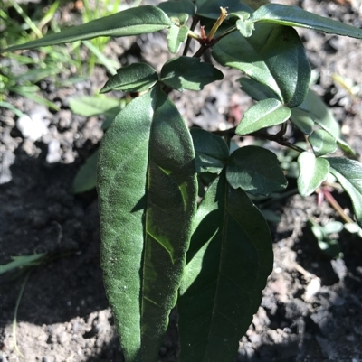 Acaena echinata at Stewart #3 Ironstone - 12 Jun 2020 by SueHob