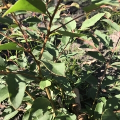 Eucalyptus (genus) at Yatte Yattah, NSW - 12 Jun 2020 10:50 AM