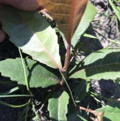 Elaeocarpus reticulatus at Yatte Yattah, NSW - 12 Jun 2020 10:50 AM