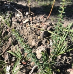 Tetratheca sp. at Yatte Yattah, NSW - 12 Jun 2020 by SueHob