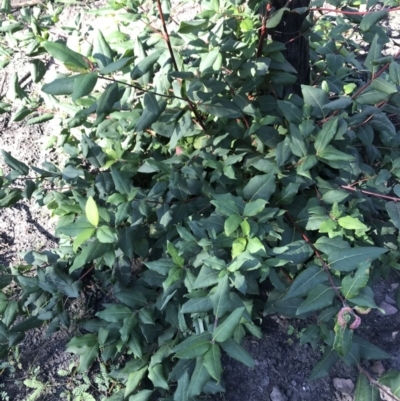 Syncarpia glomulifera subsp. glomulifera (Turpentine) at FS Private Property - 12 Jun 2020 by SueHob