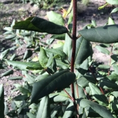 Syncarpia glomulifera subsp. glomulifera at Yatte Yattah, NSW - 12 Jun 2020