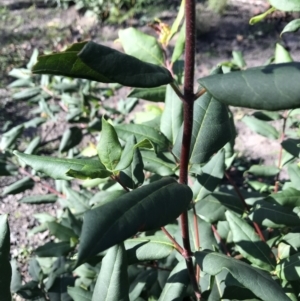 Syncarpia glomulifera subsp. glomulifera at Yatte Yattah, NSW - 12 Jun 2020