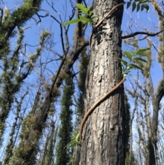 Pandorea pandorana (Wonga Wonga Vine) at FS Private Property - 12 Jun 2020 by SueHob