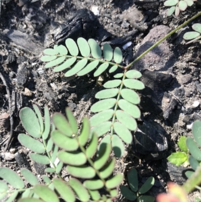 Acacia sp. (A Wattle) at Stewart #3 Ironstone - 12 Jun 2020 by SueHob