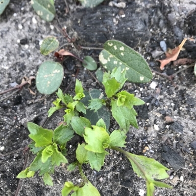 Unverified Other Wildflower or Herb at Yatte Yattah, NSW - 12 Jun 2020 by SueHob