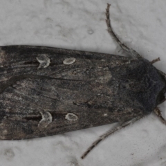 Agrotis infusa (Bogong Moth, Common Cutworm) at Ainslie, ACT - 17 Jun 2020 by jb2602