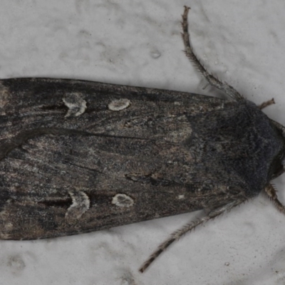 Agrotis infusa (Bogong Moth, Common Cutworm) at Ainslie, ACT - 17 Jun 2020 by jbromilow50