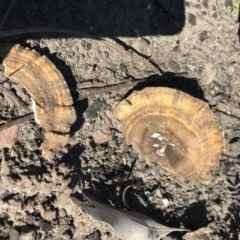 Unidentified Cup or disk - with no 'eggs' at Yatte Yattah, NSW - 12 Jun 2020 by SueHob