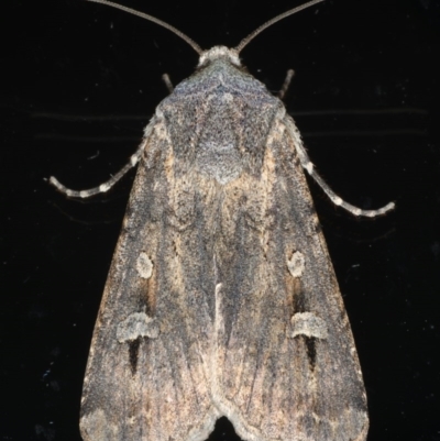 Agrotis infusa (Bogong Moth, Common Cutworm) at Ainslie, ACT - 17 Jun 2020 by jbromilow50