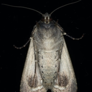 Agrotis infusa at Ainslie, ACT - 17 Jun 2020 08:42 PM