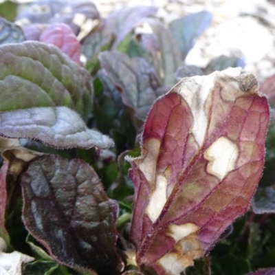Unverified Psyllid, lerp, aphid or whitefly (Hemiptera, several families) at Molonglo Valley, ACT - 17 Jun 2020 by JanetRussell