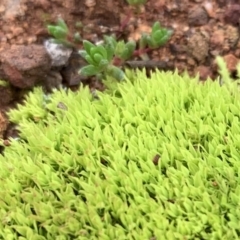 Barbula sp. at Campbell, ACT - 13 Jun 2020 by JanetRussell