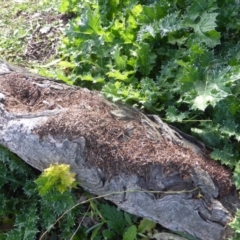 Papyrius nitidus (Shining Coconut Ant) at Callum Brae - 18 Jun 2020 by Mike