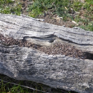 Papyrius nitidus at Symonston, ACT - suppressed