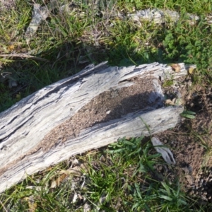 Papyrius nitidus at Symonston, ACT - suppressed