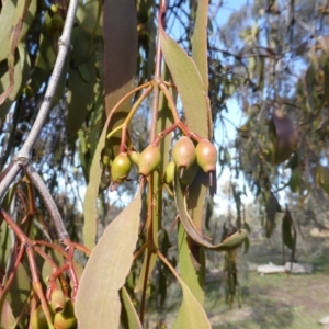 Amyema miquelii at Symonston, ACT - 18 Jun 2020