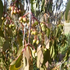 Amyema miquelii at Symonston, ACT - 18 Jun 2020