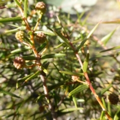 Acacia ulicifolia (Prickly Moses) at Callum Brae - 18 Jun 2020 by Mike