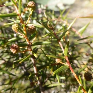 Acacia ulicifolia at Symonston, ACT - 18 Jun 2020 12:57 PM