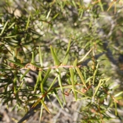 Acacia ulicifolia at Symonston, ACT - 18 Jun 2020 12:57 PM